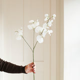 Lathyrus Spray White | Three Stems