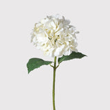 A gorgeous full off white hydrangea,