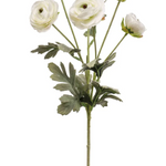 Ranunculus spray cream