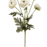 Ranunculus spray cream