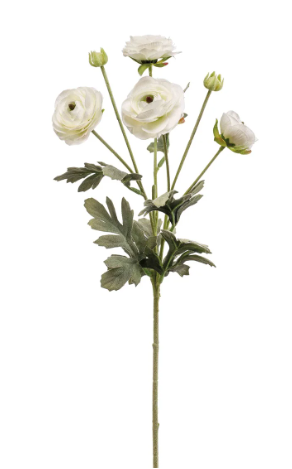 Ranunculus spray cream